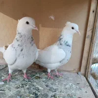 کفتر طوقی|پرنده|تهران, شیخ هادی|دیوار