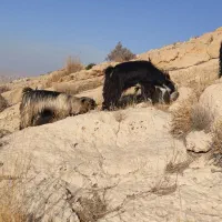 کهره سرحال چاق|حیوانات مزرعه|بهبهان, |دیوار