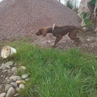 توله شکاری ماده