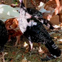 بوقلمون محلی بوربون برنز سفید|حیوانات مزرعه|سرچهان, |دیوار