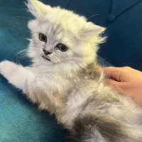 گربه ماده نژاد قوی پرشین چین چیلا|گربه|بندرعباس, |دیوار