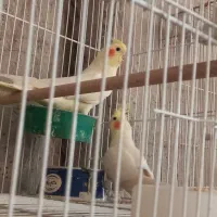 عروس هلندی جفت