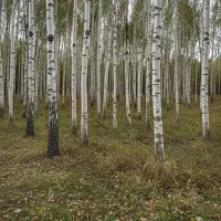 کاشت صنوبر کسب درآمد تضمینی از هر متر زمین