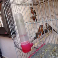 جوجه قناری سرخ ذات دار