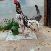 مرغ لاری|حیوانات مزرعه|رشت, بوسار|دیوار