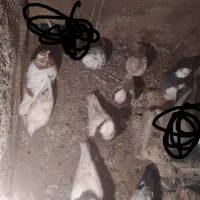 کفتر|پرنده|اسدآباد, |دیوار