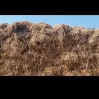 یونجه چین اخر