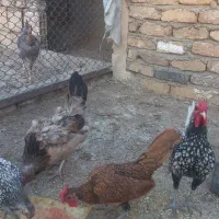 مرغ و خروس گلین وتخم نطفه دار گلین و اردک|حیوانات مزرعه|کرج, آق تپه|دیوار