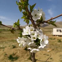 فروش-باغ-و-مزرعه-تفریحی-در-مزرعه-آباد-بخش-مرکزی