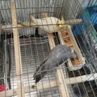 فروش عروس هلندی