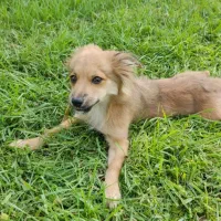 سگ‌خونگی‌‌پامراشپیتس