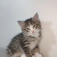 گربه ۲ماهه