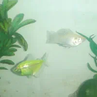 ماهی آکواریوم|ماهی|محمدشهر, محمدشهر|دیوار