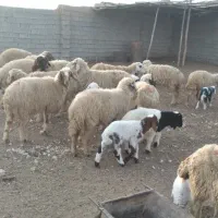 گوسفند بره قوچ گاو گاومیش بز