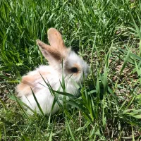 خرگوش مینیاتوری نر و ماده