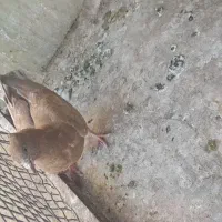 کبوتر رنگه