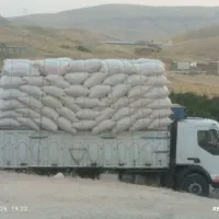 کاه گندم نک درجه یک خوراک گوسفندی