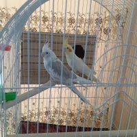 عروس هلندی جفتی