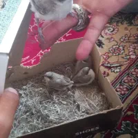 پرنده‌زیبا