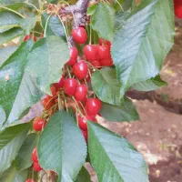 700مترمربع-باغچه-درفوجردقم