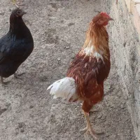 فروش مرغ و خروس رسمی ۶ماهه|حیوانات مزرعه|قرچک, پویینک|دیوار