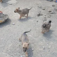 واگزاری