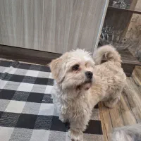 سگ نر شیتزو