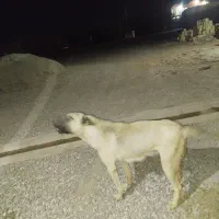 سگ سرابی دو رگ