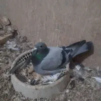 پلاکی بازرگان