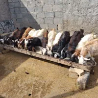 بزغاله نر 15عدد|حیوانات مزرعه|سرپل ذهاب, |دیوار