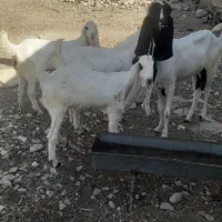 بز  در  مزرعه|حیوانات مزرعه|بهبهان, |دیوار
