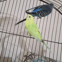 یک جفت مرغ عشق مولد و یک عدد عروس هلندی نر|پرنده|بندر ماهشهر, |دیوار