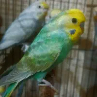 مرغ عشق رنگین کمانی|پرنده|تهران, امام حسین|دیوار