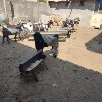 فروش پازن ترکی شاخ چنگ