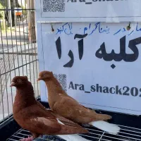 کفتر|پرنده|رفسنجان, |دیوار