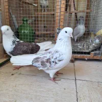 کبوتر جفت خاص|پرنده|رشت, کوی مهر|دیوار