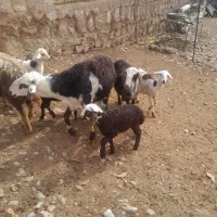 قوچ پلنگی نامی اصیل|حیوانات مزرعه|الشتر, |دیوار