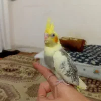 ماده همراه دوتا جوجه ناز