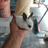 بچه خرگوش رام