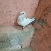 سفید هفرنگ ماده|پرنده|بشاریات, |دیوار