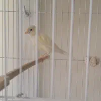قناری نر سرخ و موزاییکی|پرنده|بیرجند, |دیوار