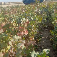 نهال پسته گلدانی|خدمات باغبانی و درختکاری|قم, زنبیل آباد|دیوار