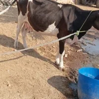 گاو با گوساله نر خارجی