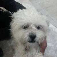 واگذاری پاکوتا|سگ|تبریز, |دیوار