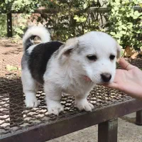 سگ پا کوتاه