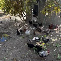 مرغ و خروس و بوقلمون محلی