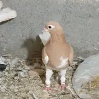 سه عدد کفتر پرش|پرنده|مشهد, امیرآباد|دیوار