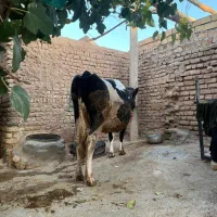 گاو ۸ماه آبستن سیمیتال|حیوانات مزرعه|کوهدشت, |دیوار