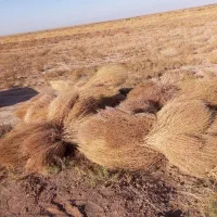 شاستی تانکر و جارو