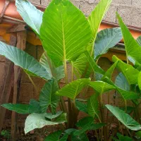 گلباباآدم|گل و گیاه طبیعی|ماسال, |دیوار